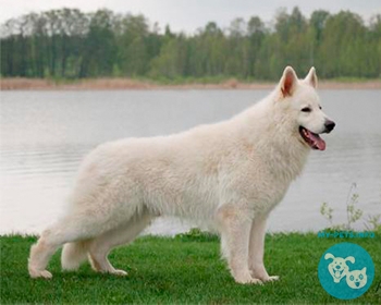 Белая швейцарская овчарка White Swiss Shepherd Dog