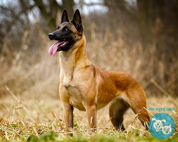 Бельгийская овчарка малинуа Belgian Shepherd Malinois, Mechelaar, Mechelse Herder, Mechelse Scheper, Pastor Belga Malinois