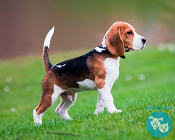 Бигль Beagle, English Beagle