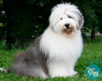 Бобтейл (староанглийская овчарка) Bob Tailed Sheepdog