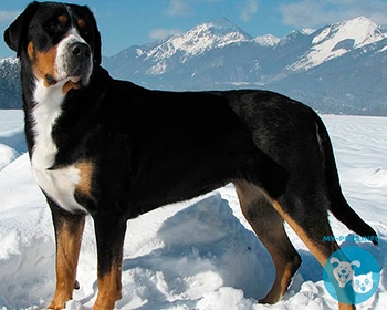 Большой швейцарский зенненхунд Greater Swiss Mountain Dog