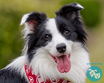 Бордер колли Border Collie, Scotch Sheep Dog, Sheepdog