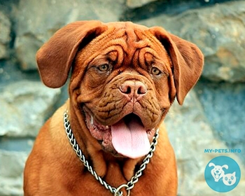 Бордоский дог (французский мастиф) Dogue de Bordeaux, Bordeaux Mastiff, French Mastiff, Bordeauxdog