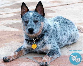 Австралийский хилер Australian Cattle Dog, ACD, Cattle Dog, Blue Heeler, Red Heeler