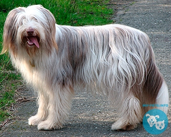 Бородатая колли (берди, бородач) Bearded Collie, Highland Collie, Mountain Collie, Beardie