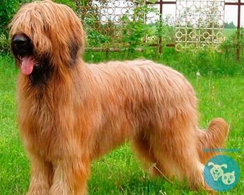 Бриар (французская пастушья овчарка) Briard, Berger de Brie, Berger Briard