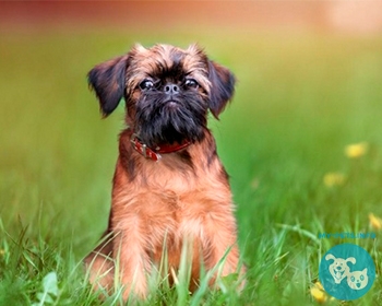 Брюссельский гриффон Brussels Griffon, Griffon Bruxellois, Belgium Griffon, Petit Brabançon, Griffon, Griff, Bruss