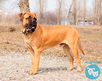 Бульмастиф Bullmastiff