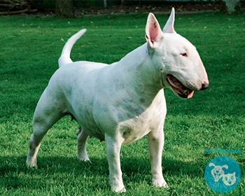 Бультерьер (буль) Bull terrier, English Bull Terrier, Bully, Gladiator