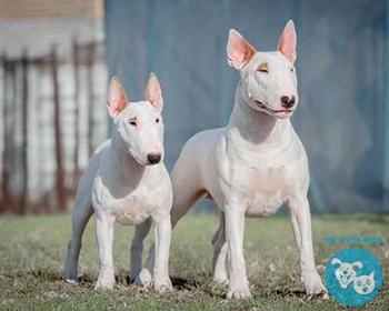 Бультерьер миниатюрный Miniature Bull Terrier