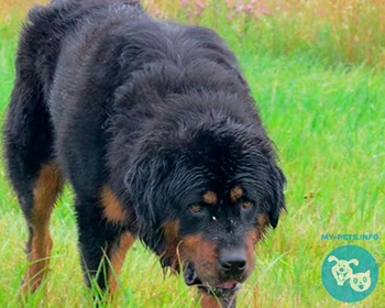 Бурят-монгольский волкодав (хотошо, банхар) Buryat Mongolian Wolfhound