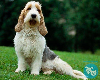 Вандейский бассет-гриффон Petit Basset Griffon Vendeen, PBGV