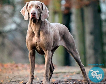 Веймаранер (веймарская легавая) Weimaraner, Weimaraner Vorstehhund, Weim, Grey Ghost