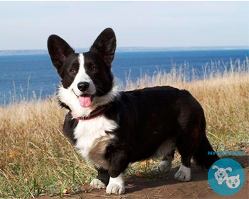 Вельш корги кардиган Welsh Corgi Cardigan