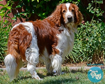 Вельш спрингер-спаниель Welsh Springer Spaniel, Welsh Springer, Welsh Cocker Spaniel, Welsh Starter, Welshie