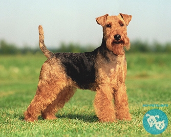 Вельштерьер (валлийский терьер) Welsh Terrier, Welshie, WT