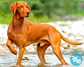 Венгерская выжла (Венгерская легавая) Vizsla, Hungarian Short-haired Pointing Dog, Hungarian Pointer