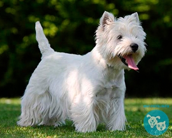 Вест хайленд терьер (высокогорный терьер) West Highland White Terrier, Westie