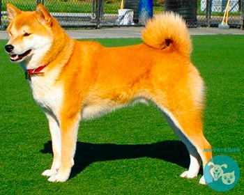 Акита ину Akita Inu, Akita ken, Japanese Akita, Great Japanese Dog (Obsolete)