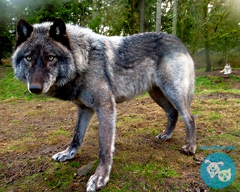 Волкособ (собака волк) Wolfdog