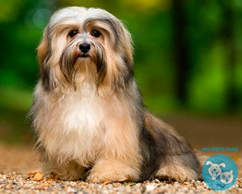 Гаванский бишон (хаванез, гаванская болонка) Havanese dog