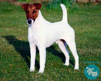 Гладкошерстный фокстерьер Smooth Fox Terrier