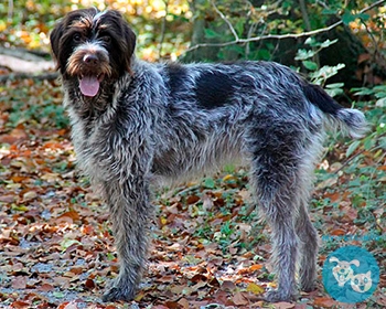 Гриффон Кортальса Wirehaired Pointing Griffon