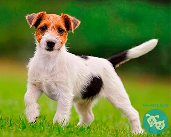 Джек рассел терьер Jack Russell Terrier