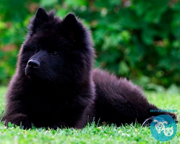 Евразиер Eurasier