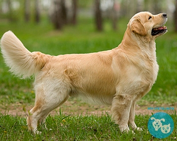 Золотистый ретривер Golden Retriever