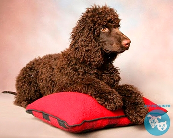 Ирландский водяной спаниель Irish Water Spaniel, Whiptail, Shannon Spaniel, Rat Tail Spaniel, Bog Dog