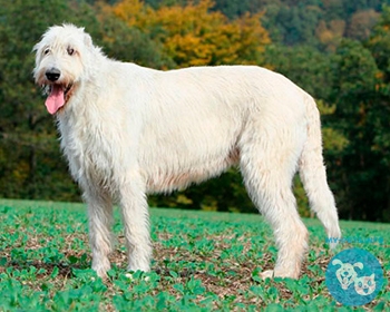 Ирландский волкодав Irish Wolfhound