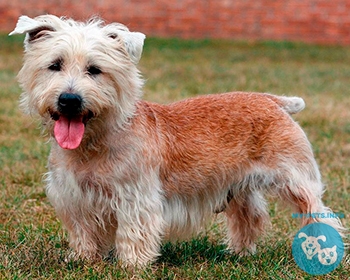 Ирландский глен оф имаал терьер (Гленс) Glen of Imaal Terrier, Irish Glen of Imaal Terrier, Glen