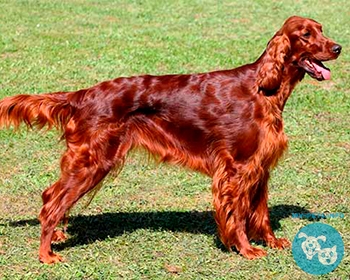 Ирландский красный сеттер Irish Setter, Red Setter, Irish Red Setter