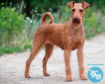 Ирландский терьер Irish Terrier, Irish Red Terrier