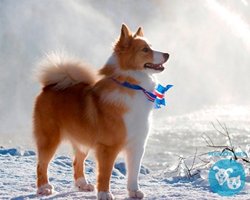 Исландская собака Icelandic Sheepdog