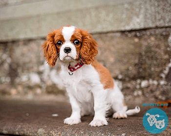 Кавалер кинг чарльз спаниель Cavalier King Charles Spaniel