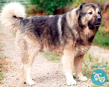 Кавказская овчарка Caucasian Shepherd Dog, Armenian Khobun, Georgia Nagazi