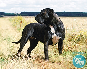 Канарский дог (преса канарио) Dogo Canario, Perro de Presa Canario, Canary Dog, Canary Mastiff