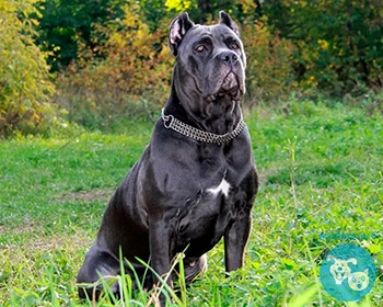 Кане корсо Cane Corso Italiano