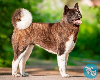 Американская акита American Akita