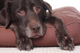 Глюкозамин для собак может помочь при боли в суставах