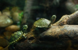 Виды домашних черепах, которые не вырастают большими